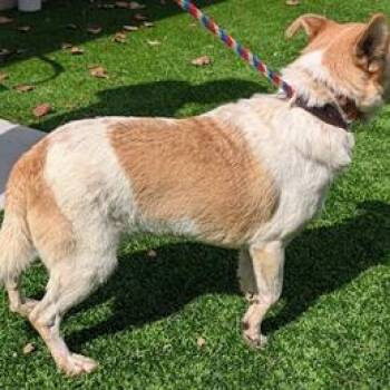 Skippy -  Chihuahua and Australian Cattle Dog Blue Heeler Dog for Adoption in Fairfax, Virginia - Skippy | PetCurious