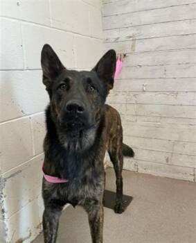 KIT -  German Shepherd Dog and Mixed Breed Dog for Adoption in San Bernardino, California - KIT | PetCurious