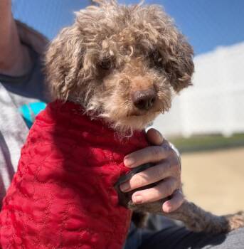 Poodle Dogs Available for Adoption - Zeus | PetCurious