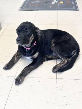 Golden Retriever and Labrador Retriever Dogs Available for Adoption in Dyersburg, Tennessee - Brownie G  | PetCurious