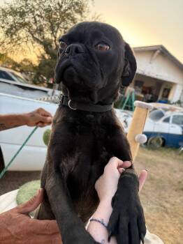 SPONSOR OR FOSTER ME - Tug -  Pug Dog for Adoption in Grafton, Wisconsin - SPONSOR OR FOSTER ME - Tug | PetCurious