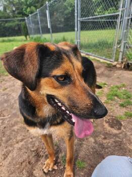 Prim -  German Shepherd Dog Dog for Adoption in Colorado Springs, Colorado - Prim | PetCurious