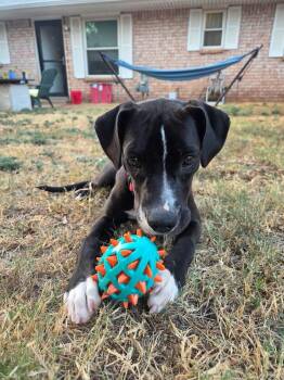 Sydney -  Labrador Retriever Dog for Adoption in Shawnee, Oklahoma - Sydney | PetCurious