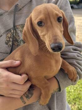 Asher -  Dachshund Dog for Adoption - Asher | PetCurious