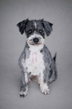 Shih Tzu Dogs Available for Adoption - Louie | PetCurious