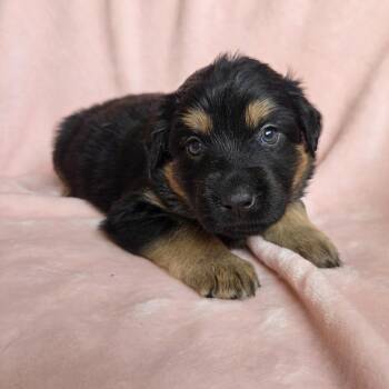 Shepherd Dogs Available for Adoption in Chattanooga, Tennessee - Daphne | PetCurious