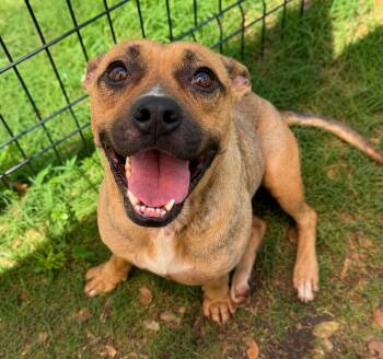 Lulu -  Shepherd and Terrier Dog for Adoption in Brookeville, Maryland - Lulu | PetCurious