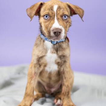 Simba -  Catahoula Leopard Dog and Boxer Dog for Adoption in Portland, Oregon - Simba | PetCurious