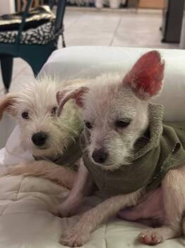 Polito -  Wire Fox Terrier Dog for Adoption in Gig Harbor, Washington - Polito | PetCurious