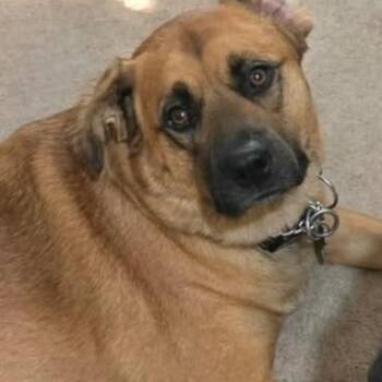 Rocky -  German Shepherd Dog and Labrador Retriever Dog for Adoption in Richboro, Pennsylvania - Rocky | PetCurious