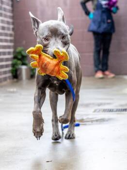 Inverness -  Mixed Breed Dog for Adoption in Chamblee, Georgia - Inverness | PetCurious
