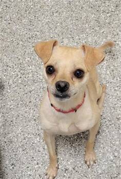 TWIG -  Chihuahua Dog for Adoption in Sarasota, Florida - TWIG | PetCurious