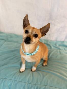 Blair -  Chihuahua Dog for Adoption in Richmond, Texas - Blair | PetCurious