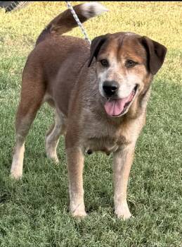 Maui -  Labrador Retriever Dog for Adoption in Woodstock, Ontario - Maui | PetCurious
