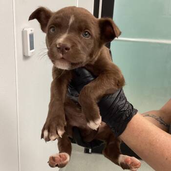 Mixed Breed Dogs Available for Adoption - Felix | PetCurious