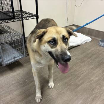Lucky -  German Shepherd Dog and Siberian Husky Dog for Adoption in Pasadena, California - Lucky | PetCurious
