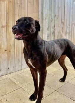 Octavia -  Mixed Breed and Mastiff Dog for Adoption in Sebastian, Florida - Octavia | PetCurious