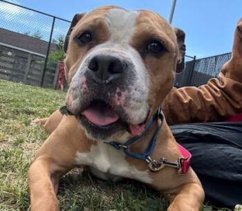 Mixed Breed Dogs Available for Adoption in Fairfax, Virginia - Luna Estrella | PetCurious