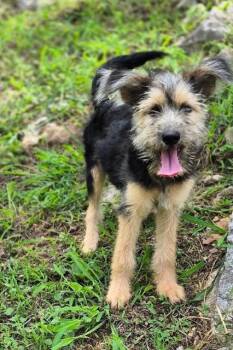 Leah Lively -  Border Terrier Dog for Adoption in Andover, Massachusetts - Leah Lively | PetCurious
