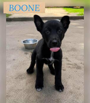BOONE -  German Shepherd Dog Dog for Adoption in Holbrook, New York - BOONE | PetCurious