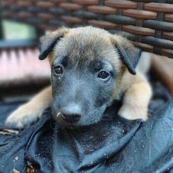 Space Cowboy Stacee 12067 -  Dutch Shepherd and Belgian Shepherd Malinois Dog for Adoption - Space Cowboy Stacee 12067 | PetCurious