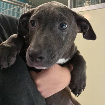 Jasper -  Labrador Retriever Dog for Adoption in New York, New York - Jasper | PetCurious