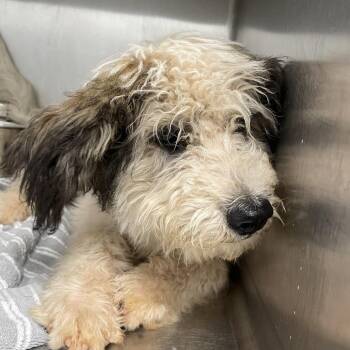 Jaidyn Alexis -  Standard Poodle and Wirehaired Terrier Dog for Adoption in Abilene, Texas - Jaidyn Alexis | PetCurious
