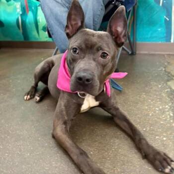 American Staffordshire Terrier and Pit Bull Terrier Dogs Available for Adoption in Colonial Heights, Virginia - Winnie | PetCurious