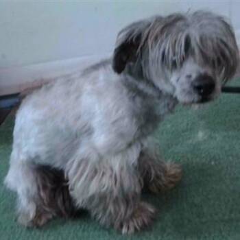 Maltese and Mixed Breed Dogs Available for Adoption in Long Beach, California - Victor | PetCurious