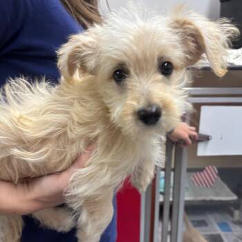 DOLLY -  Poodle and Mixed Breed Dog for Adoption in Richmond, California - DOLLY | PetCurious