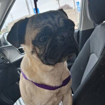Frankie -  Pug Dog for Adoption in Wildomar, California - Frankie | PetCurious