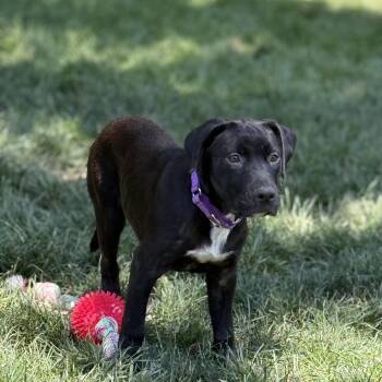 Marlin -  Black Labrador Retriever Dog for Adoption in Pleasant Valley, New York - Marlin | PetCurious
