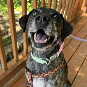 Ella -  Pit Bull Terrier Dog for Adoption in Mt. Juliet, Tennessee - Ella | PetCurious
