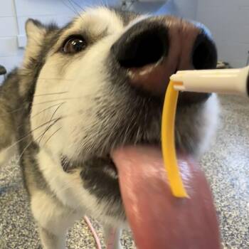 Alaskan Malamute Dogs Available for Adoption in Fairport, New York - Mackenzie | PetCurious