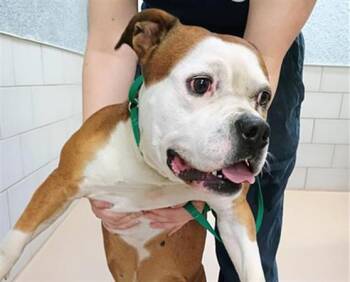 Mixed Breed Dogs Available for Adoption - Peaches | PetCurious