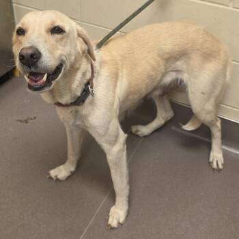 Labrador Retriever Dogs Available for Adoption in Norman, Oklahoma - Lou Lou Lemon | PetCurious