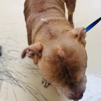 Mixed Breed Dogs Available for Adoption in Winston-salem, North Carolina - Elf | PetCurious