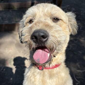 Sir Edmund -  Terrier Dog for Adoption in Sonoma, California - Sir Edmund | PetCurious