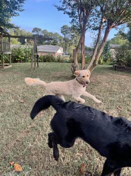 Zeke -  Goldendoodle Dog for Adoption in Acworth, Georgia - Zeke | PetCurious