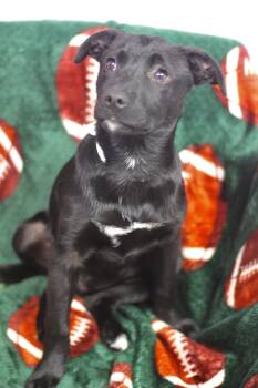 Rescue Black Labrador Retriever Dogs for Adoption in Manchester, New Hampshire - Light Foot In NH! Come Meet Our Adoptable Dogs Wednesday-Saturda | PetCurious