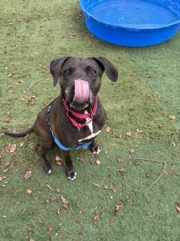 Piggly Wiggly -  Mixed Breed Dog for Adoption in Durham, North Carolina - Piggly Wiggly | PetCurious