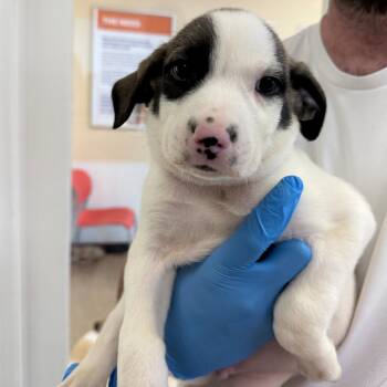 Great Pyrenees and Mixed Breed Dogs Available for Adoption in Cumming, Georgia - Ace 22251 | PetCurious