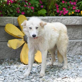 Papafrita -  Spitz Dog for Adoption in Wake Forest, North Carolina - Papafrita | PetCurious