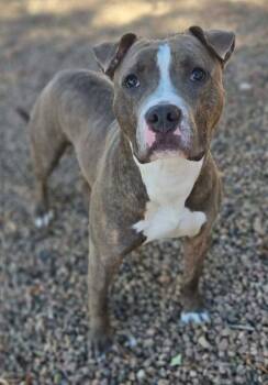 Rubble -  American Bulldog Dog for Adoption in Canon City, Colorado - Rubble | PetCurious
