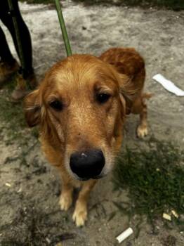 10a -  Golden Retriever Dog for Adoption in Salisbury, Maryland - 10a | PetCurious