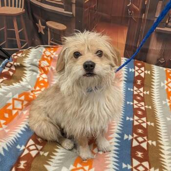 Beans -  Terrier and Mixed Breed Dog for Adoption in San Francisco, California - Beans | PetCurious