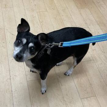 Precious -  Chihuahua and Terrier Dog for Adoption in Spokane, Washington - Precious | PetCurious