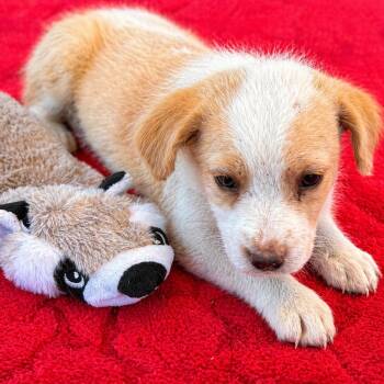 Border Collie and Australian Cattle Dog Blue Heeler Dogs Available for Adoption in Brookeville, Maryland - Sunn | PetCurious