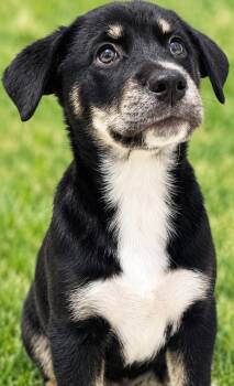 MISSY -  Mountain Cur and Black Labrador Retriever Dog for Adoption in West Haven, Connecticut - MISSY | PetCurious