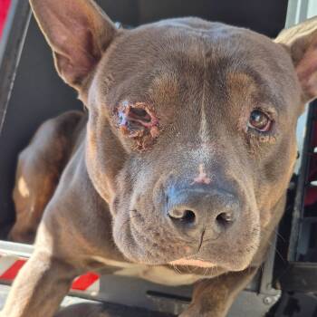 Rescue Pit Bull Terrier Dogs for Adoption in Montgomery, Alabama - Thickum | PetCurious